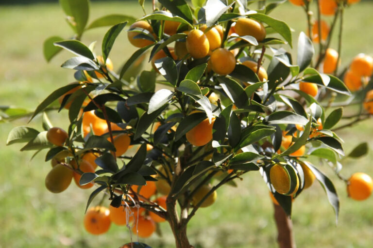 Kumquat