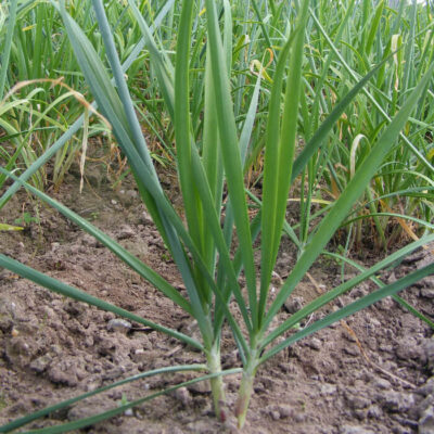 Bio Saatgut – Schnittknoblauch